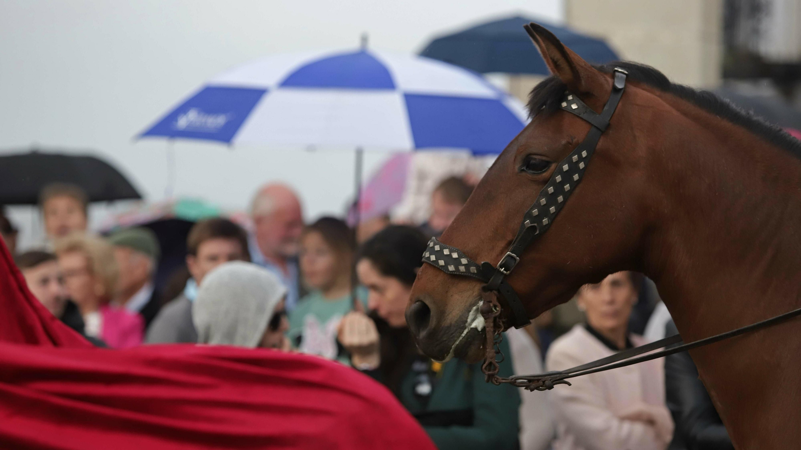 Imágenes de La Magna de San Roque