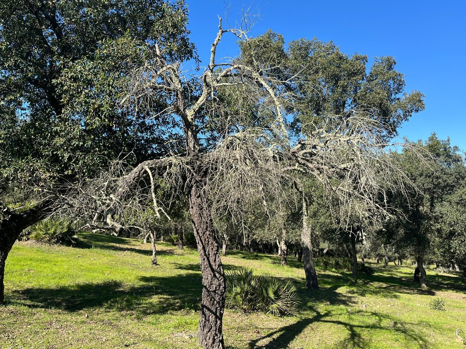 Árbol afectado por la seca Árbol afectado por la seca