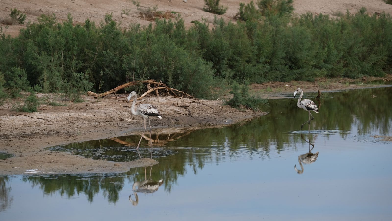 Restauración paisajística de la Rambla Morales, Cabo de Gata. Almería