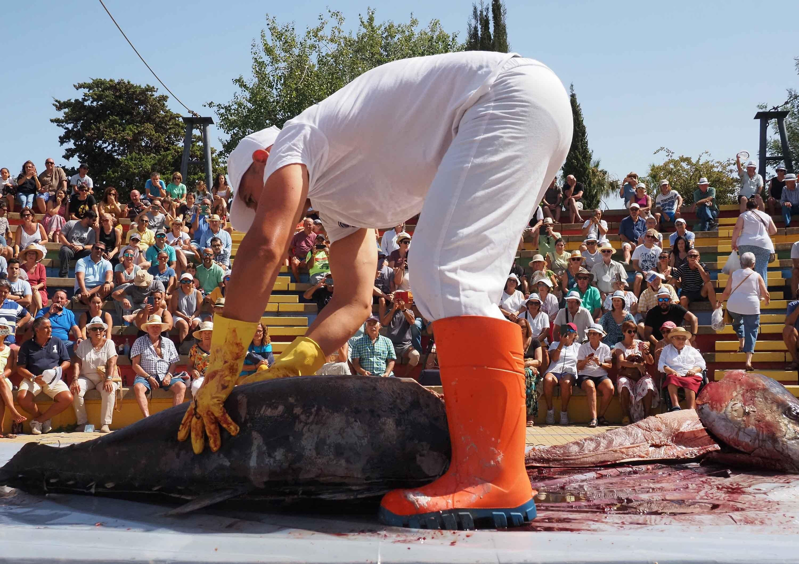Las espectaculares imágenes del ronqueo de un atún en Isla Cristina