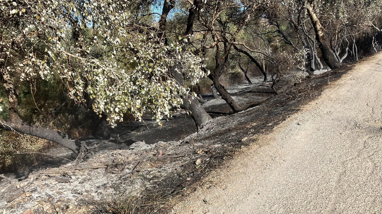 Zona quemada por el incendio forestal cerca de la Ina en la carretera CA-3110