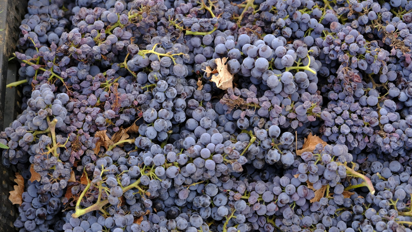 Llega la vendimia a las Bodegas Perfer, en Uleila del Campo