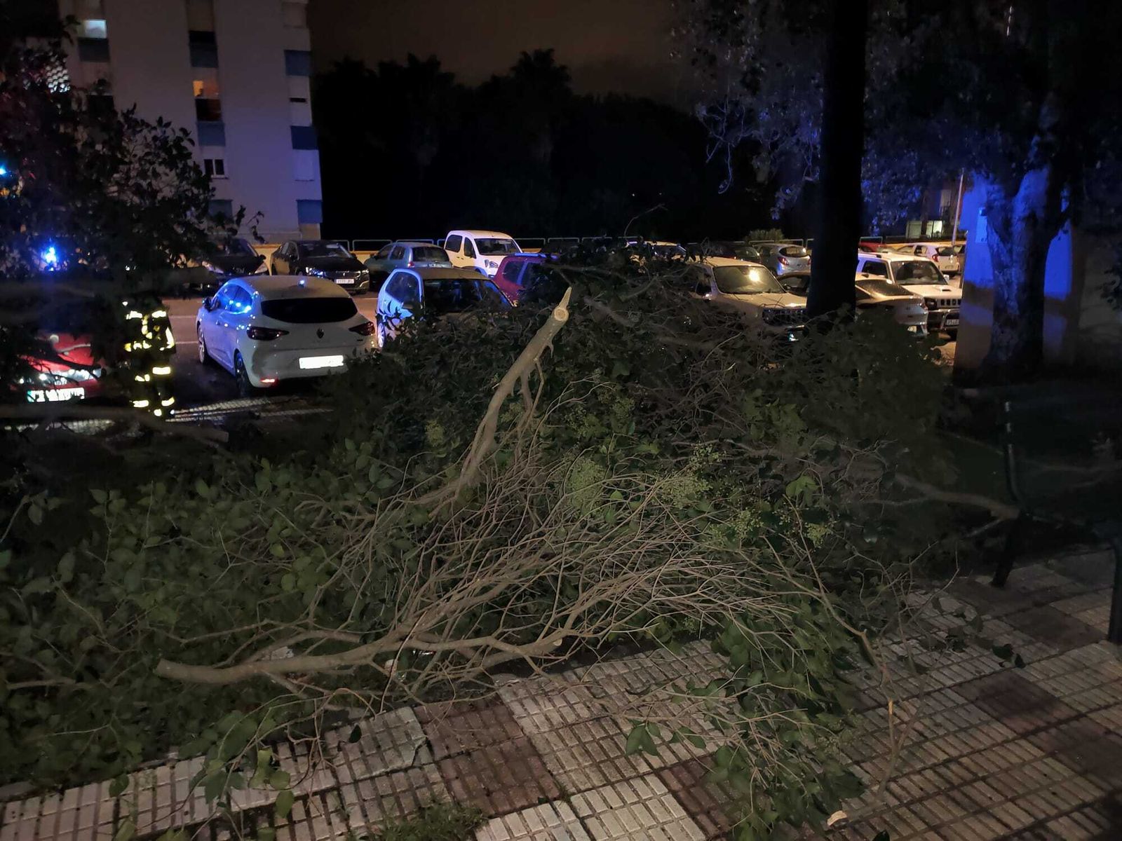 Árboles y ramas caídas en Algeciras.