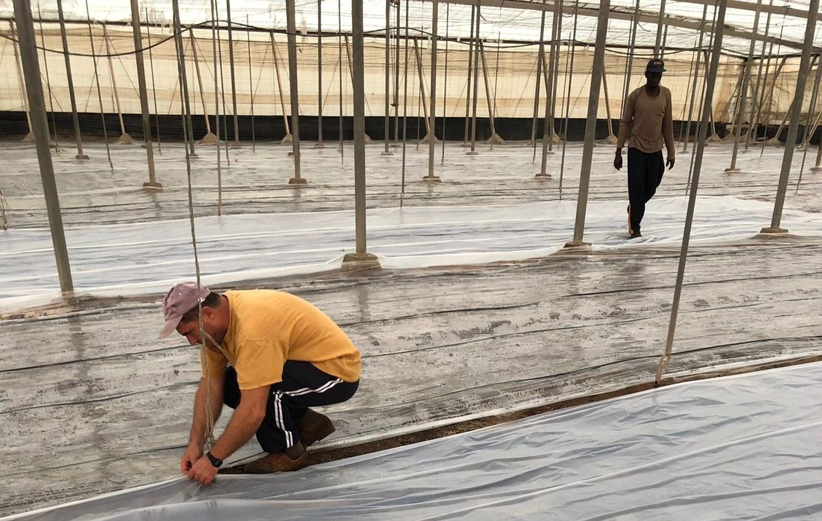 Solarización de un invernadero