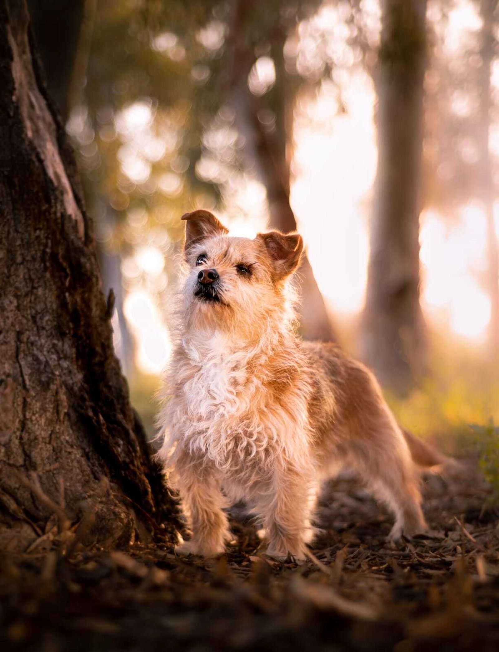 Álbum de las mascotas fotografiadas por 'El fotógrafo de mascotas'