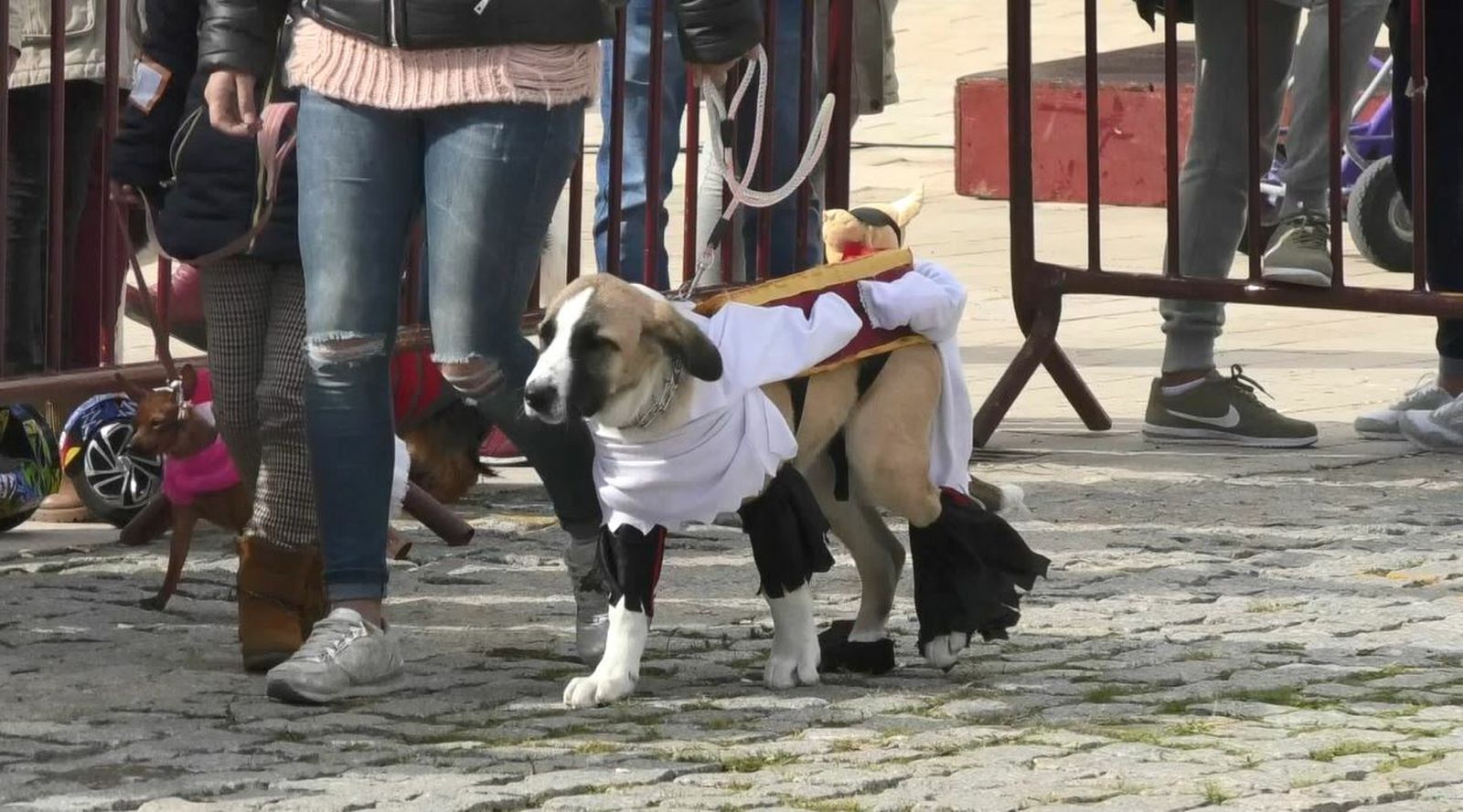 Una de las mascotas que participaron el pasado año en la Fiesta de San Antón
