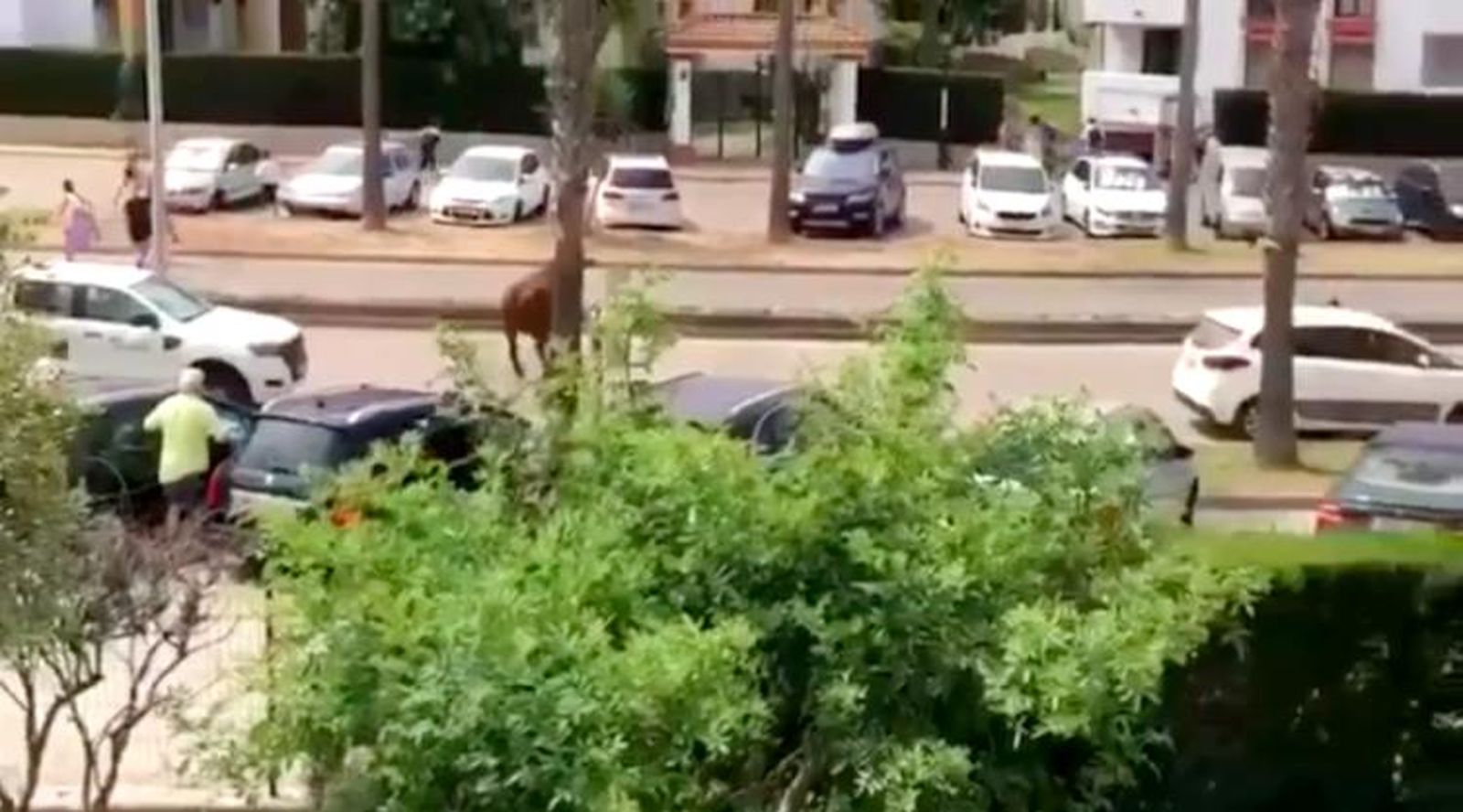 Una vaca retinta causa el pánico entre los vecinos de Atlanterra en Zahara de los Atunes