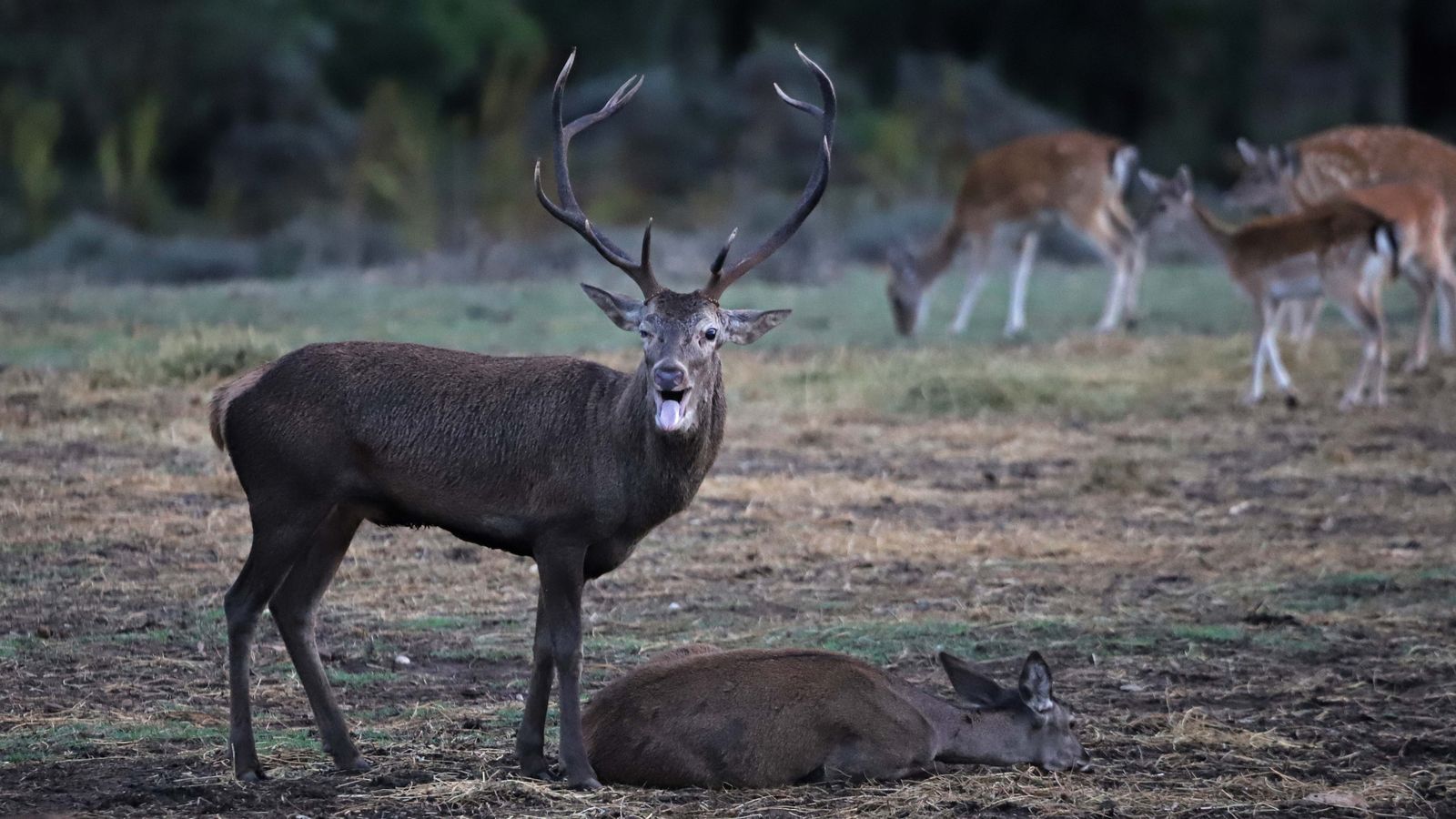 Fotos de la berrea en el Campo de Gibraltar