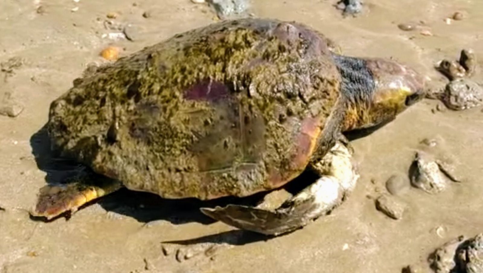 La tortuga marina hallada.