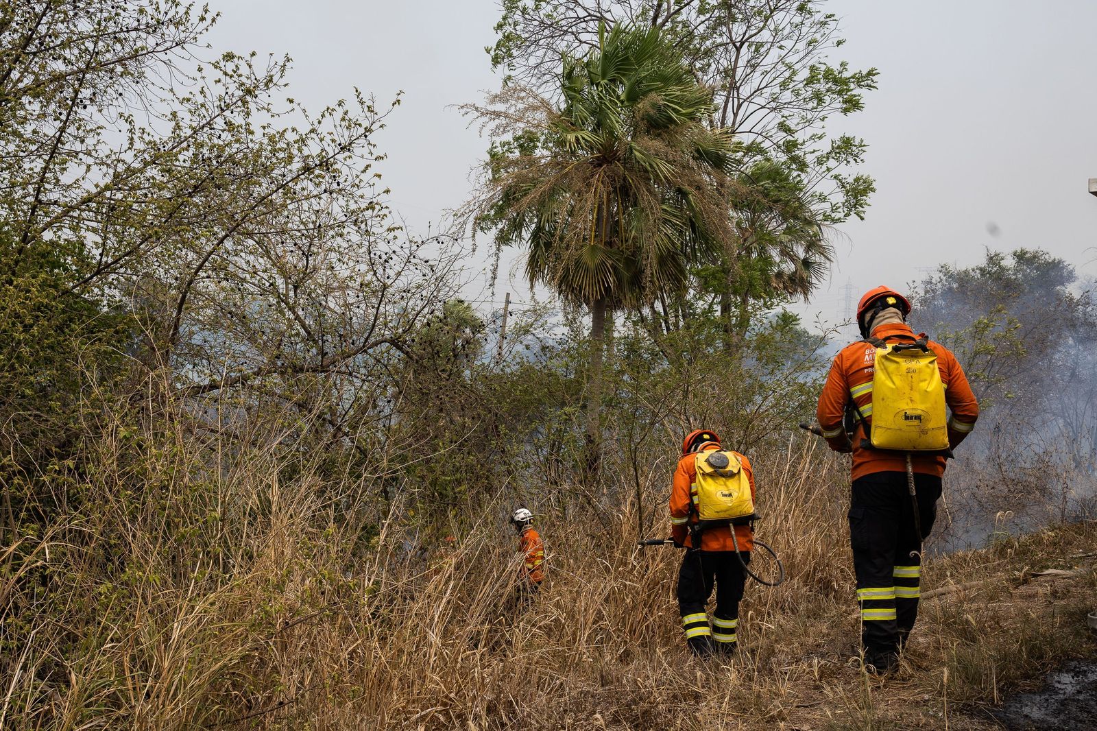 Las llamas convierten en una tumba al aire libre El Pantanal en Brasil