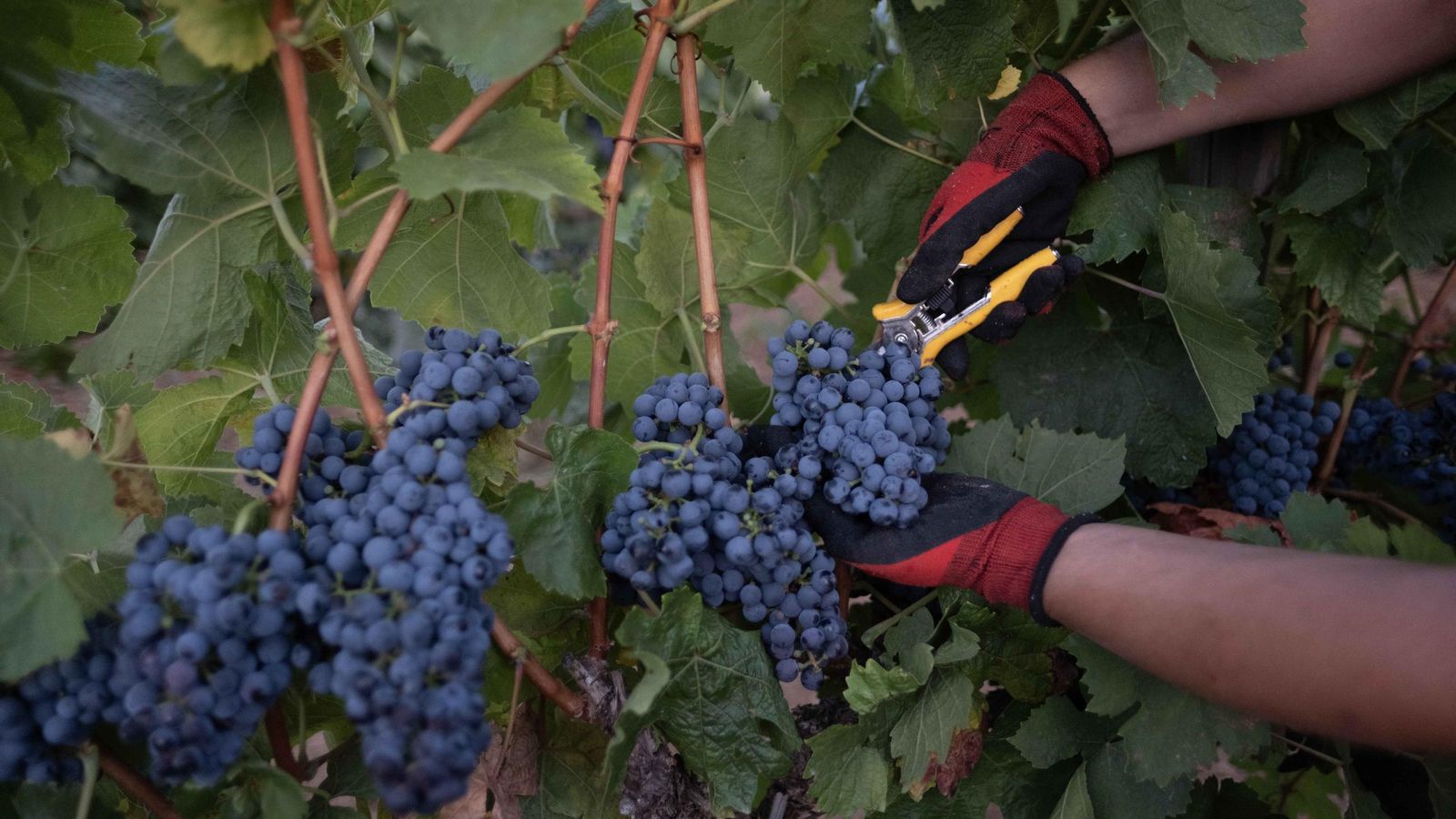 Trabajos en la bodega Conrad