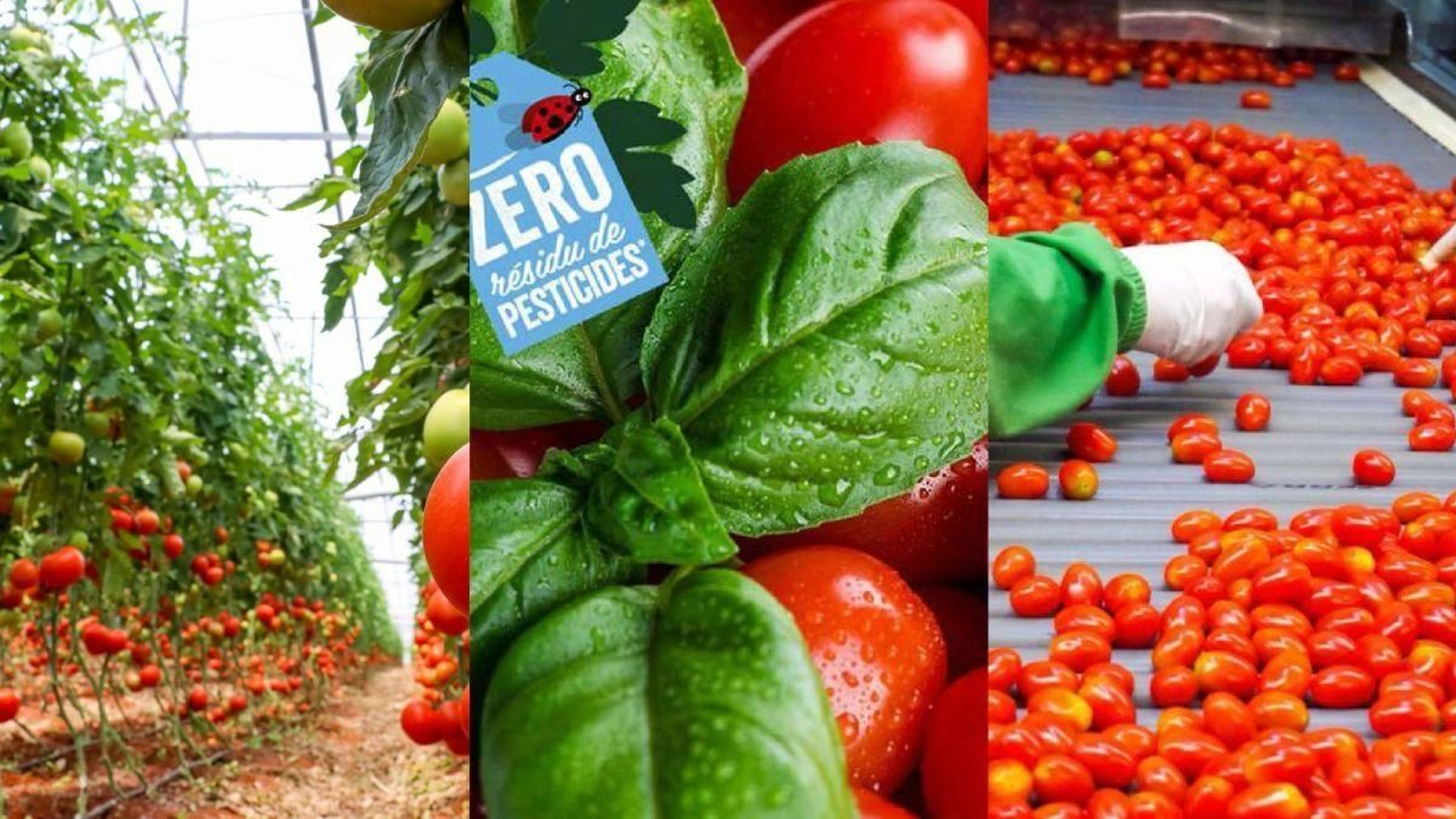 Imagen de tomates producidos por Azura. Imagen de tomates producidos por Azura.