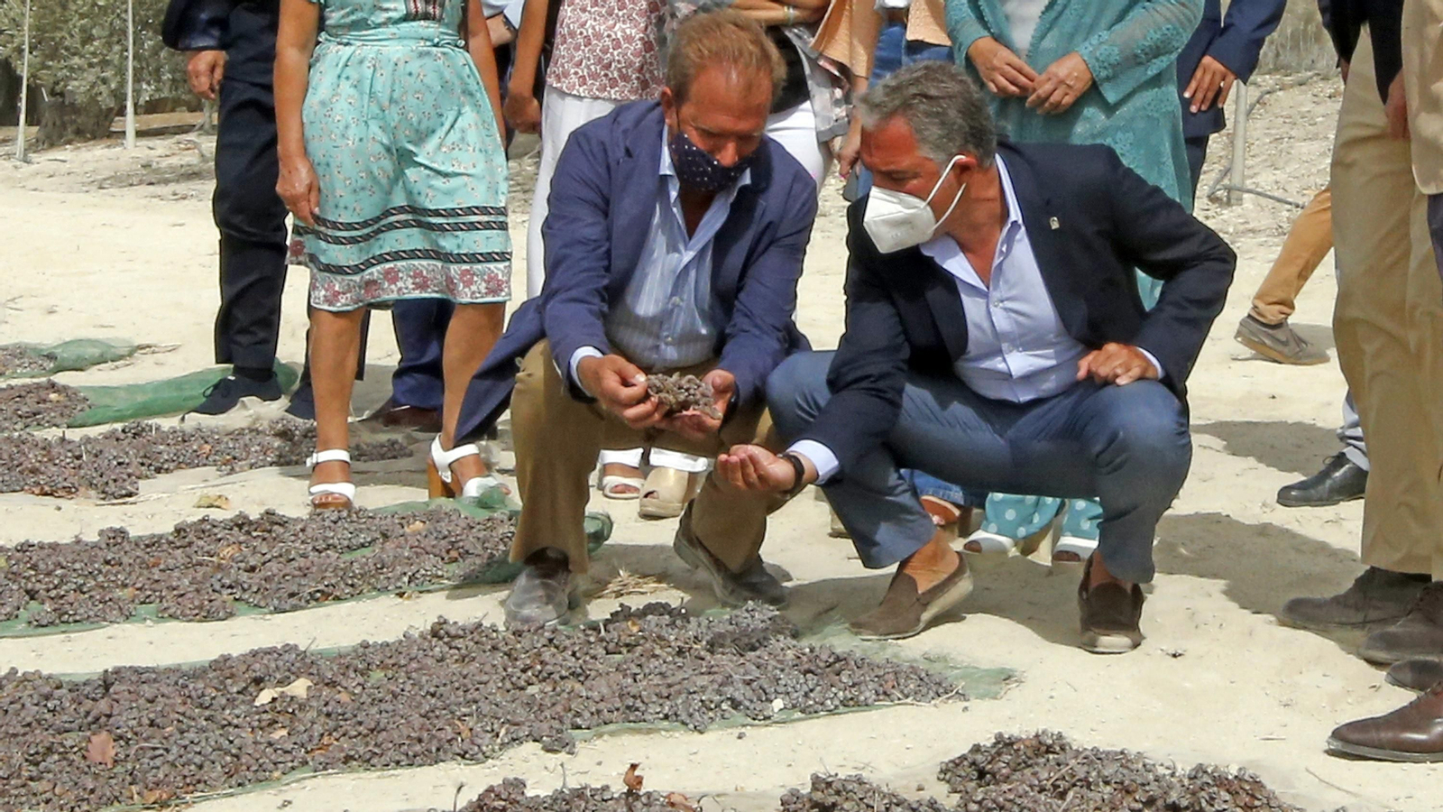 Elías Bendodo visita la viña de Pedro Ximenez de González Byass