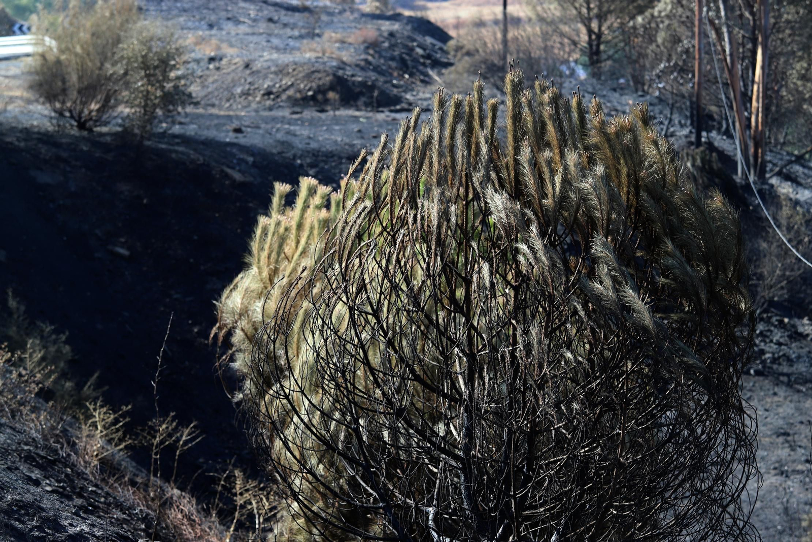 Imágenes de las zonas devastadas por el incendio de Almonaster la Real