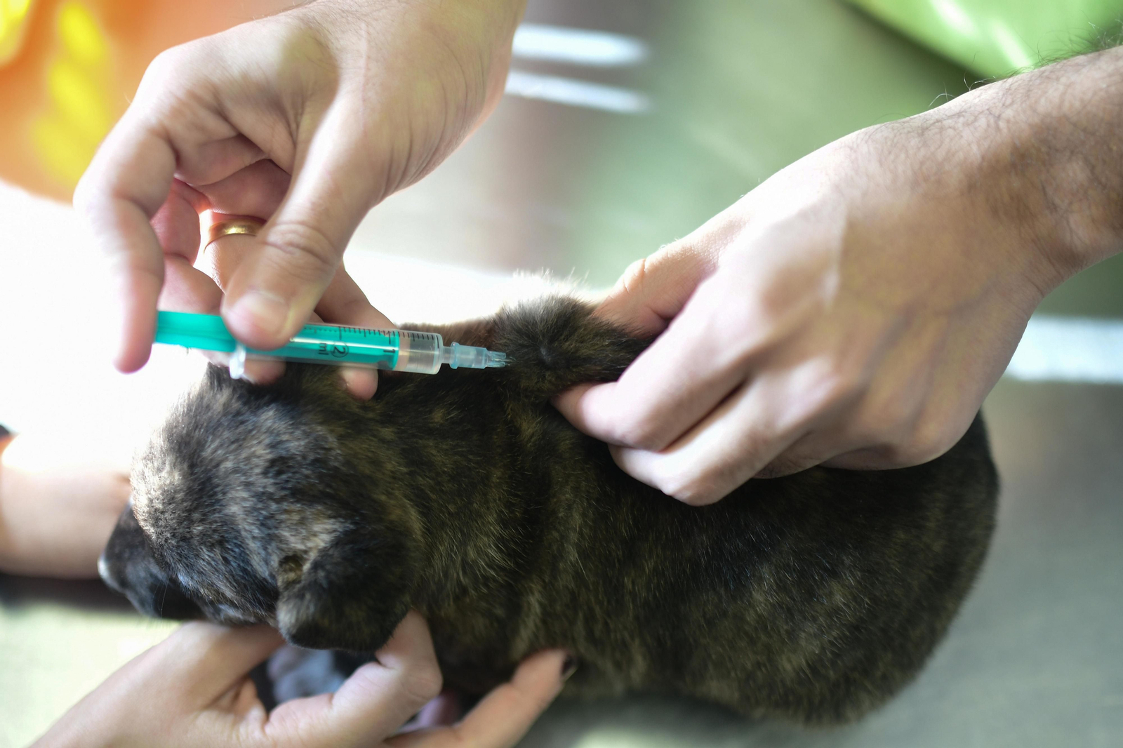 Mascotas que esperan dueño en las perreras de Sadeco