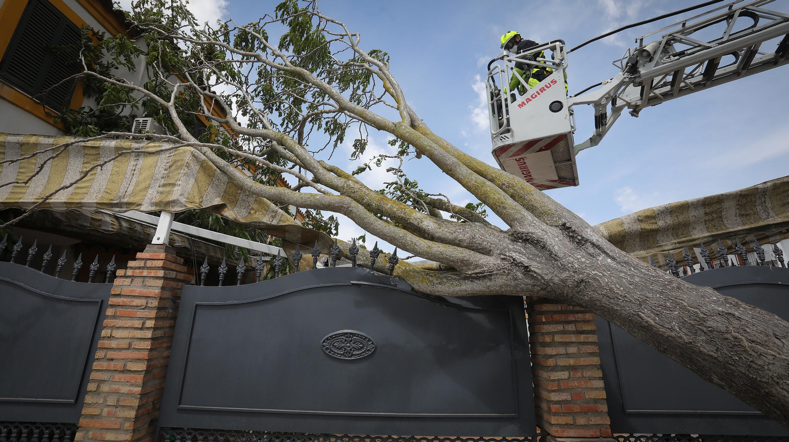 Cae un árbol en una casa por el fuerte temporal de viento que azota Jerez