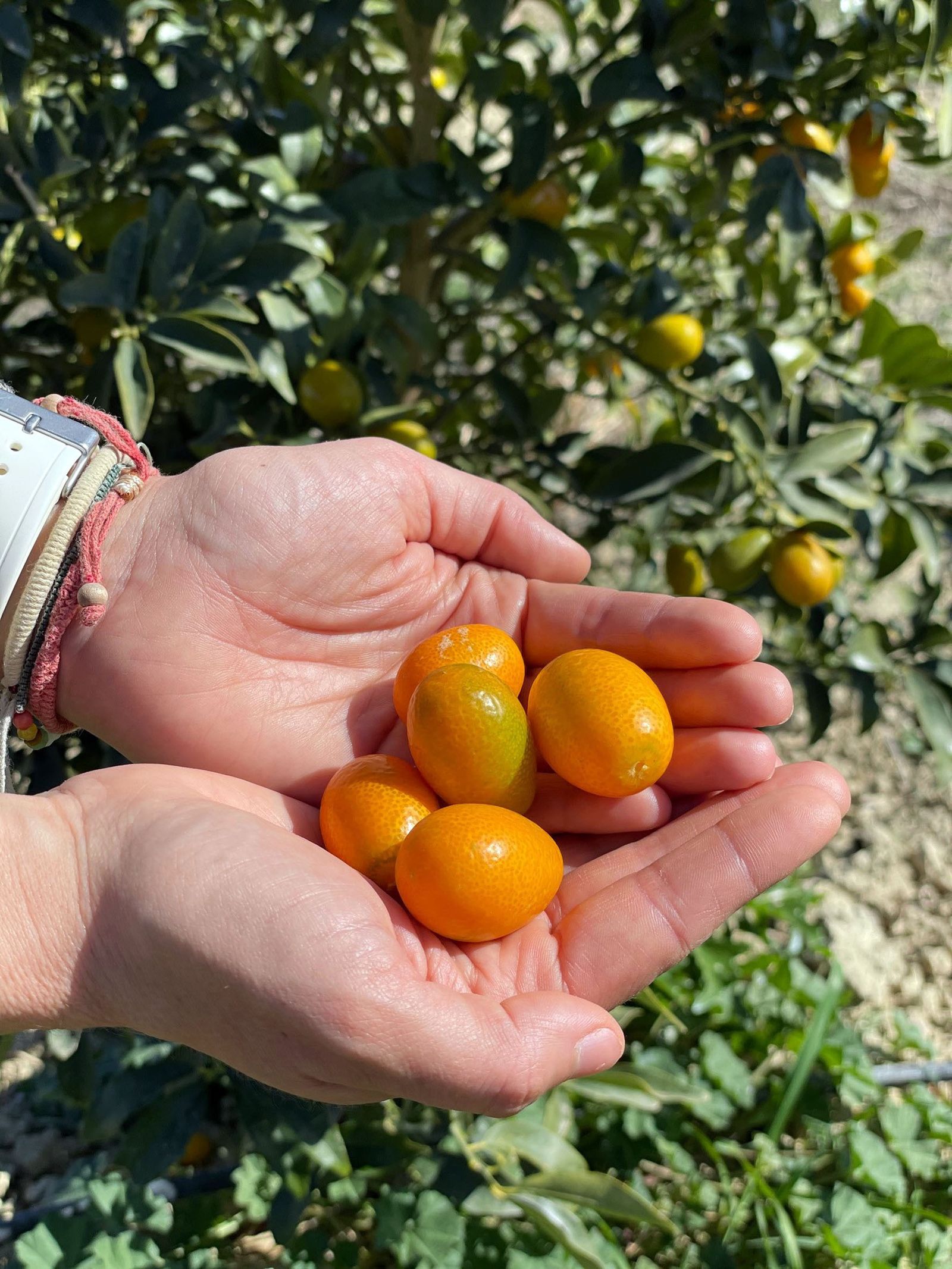 Cultivo de kumquat bio de Campojoyma