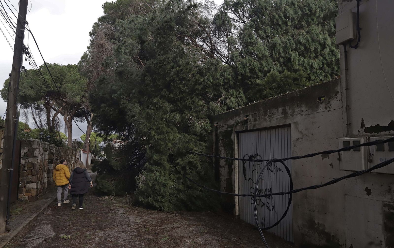 24 horas sin electricidad en la urbanización Los Pinos por árboles caídos tras la borrasca Kristin, en imágenes