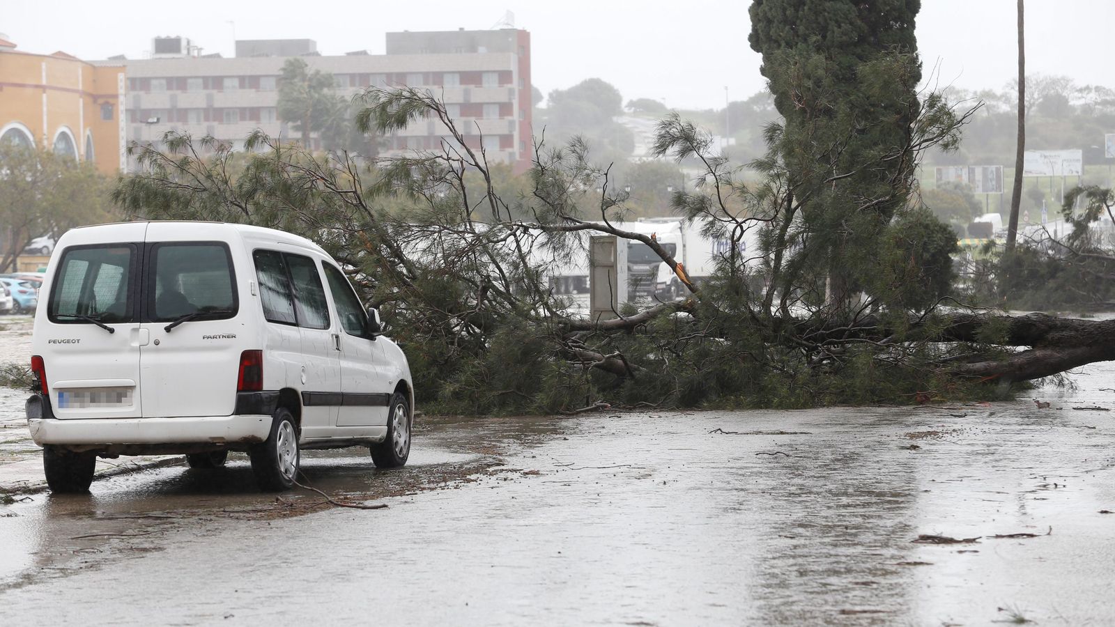 Un árbol caído por la borrasca Kristin en el Campo de Gibraltar.