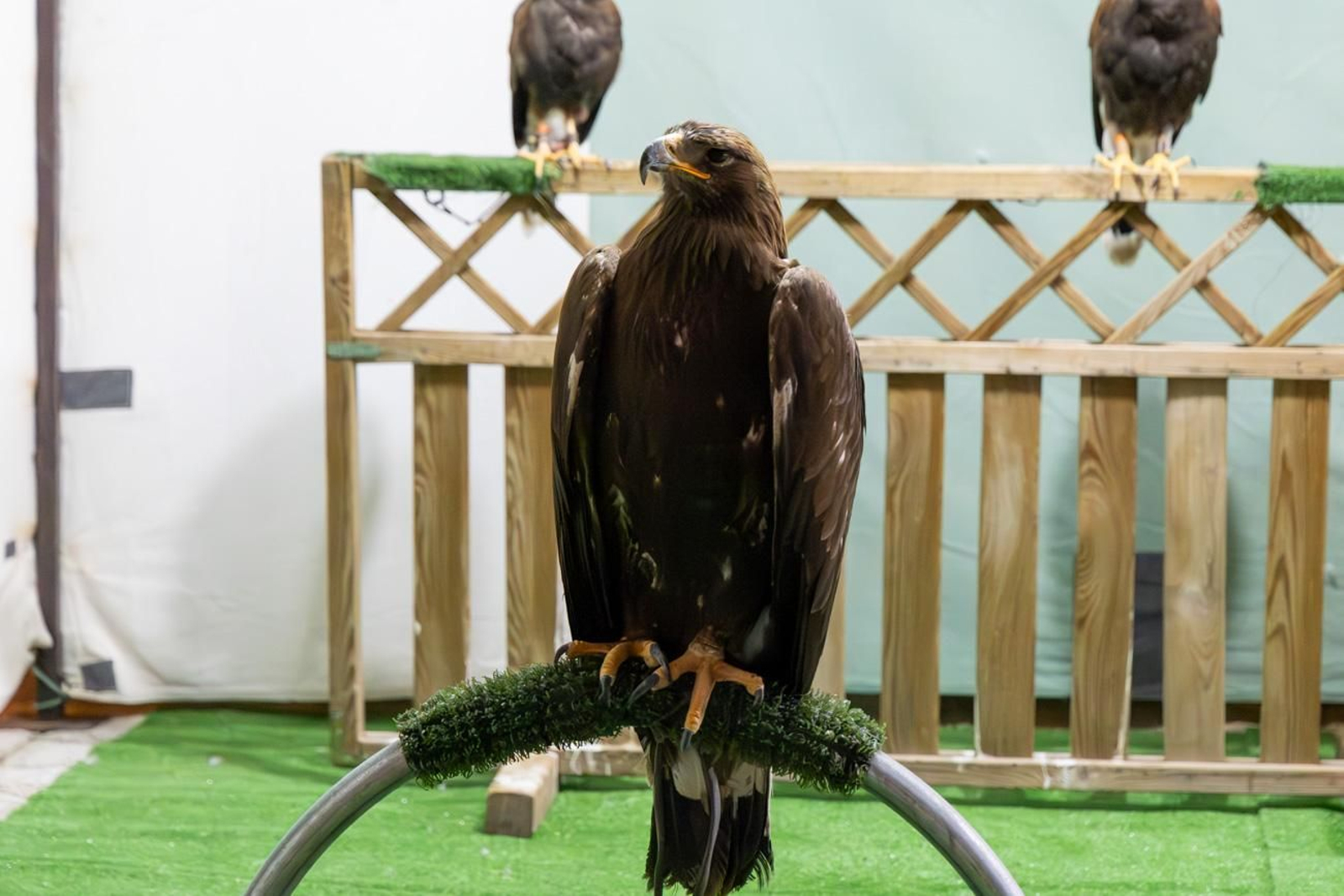 Fiestas Calatravas de Alcaudete