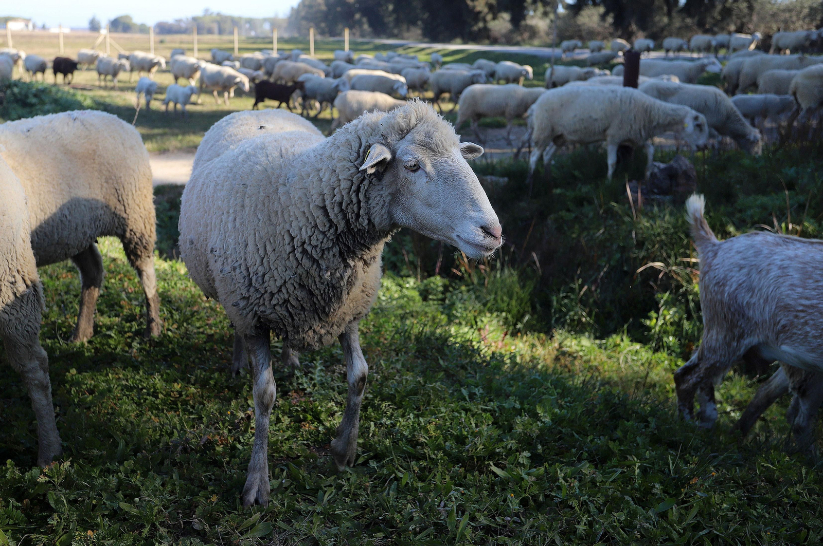 Imágenes del pastoreo de ovejas en Almonte