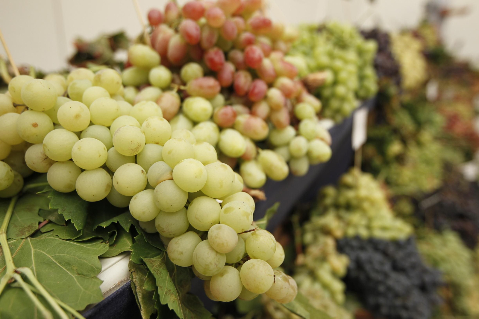 Las imágenes de la XIII Muestra de Variedades Históricas de Uvas de Mesa de la Provincia