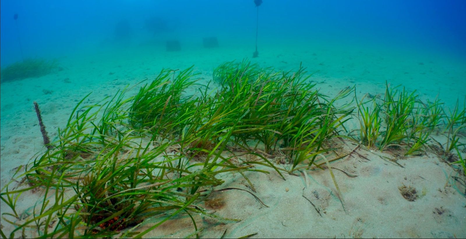 Investigadores de la UMA impulsan la restauración de praderas marinas en el litoral malagueño