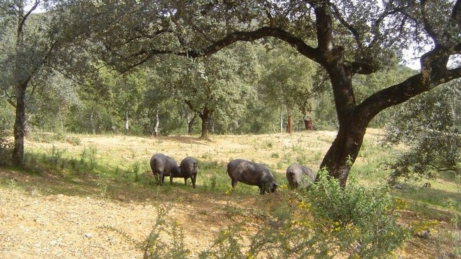 Sendero Aracena - Linares de la Sierra