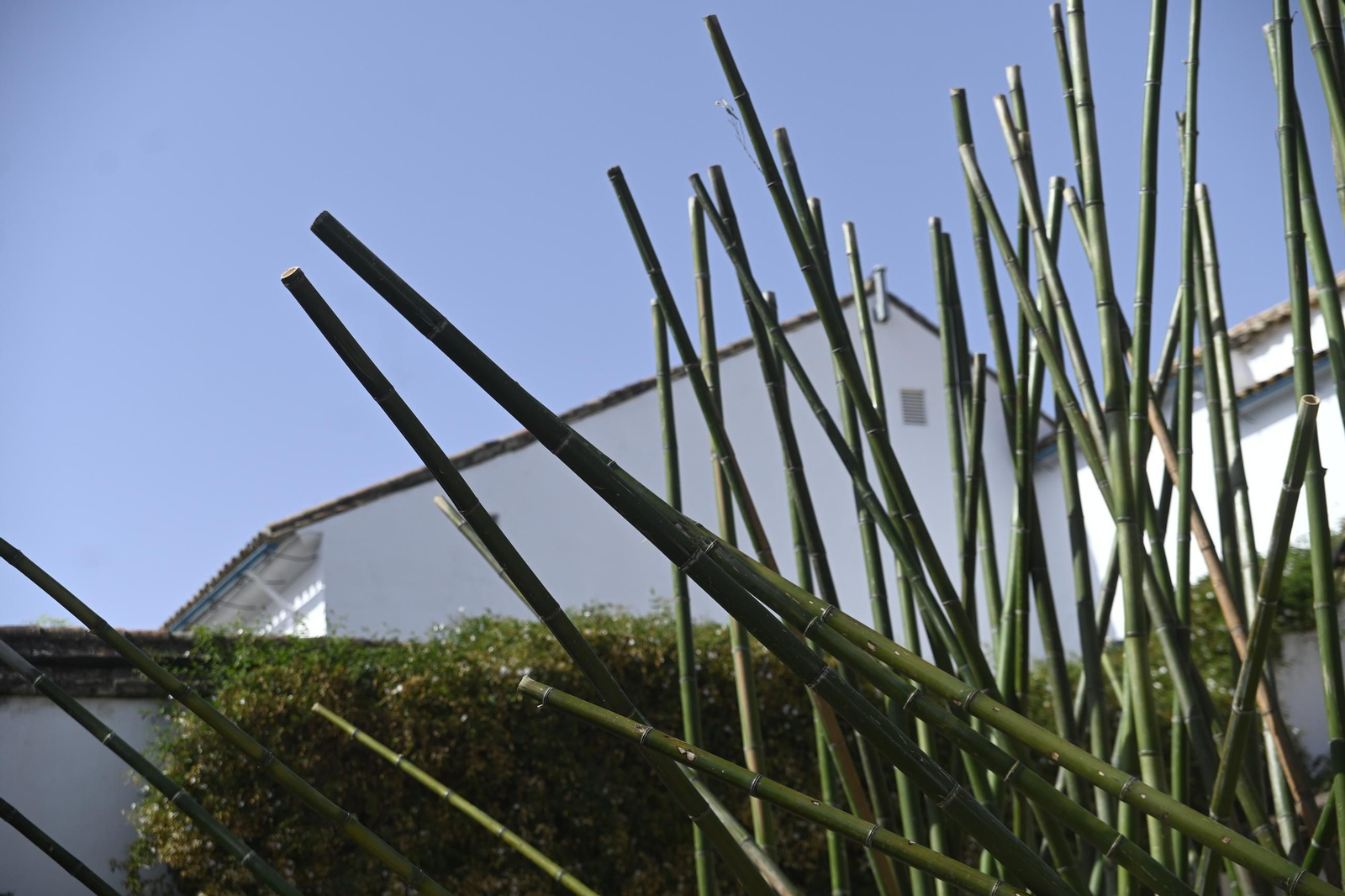 Inicio de los montajes de Flora 2025.