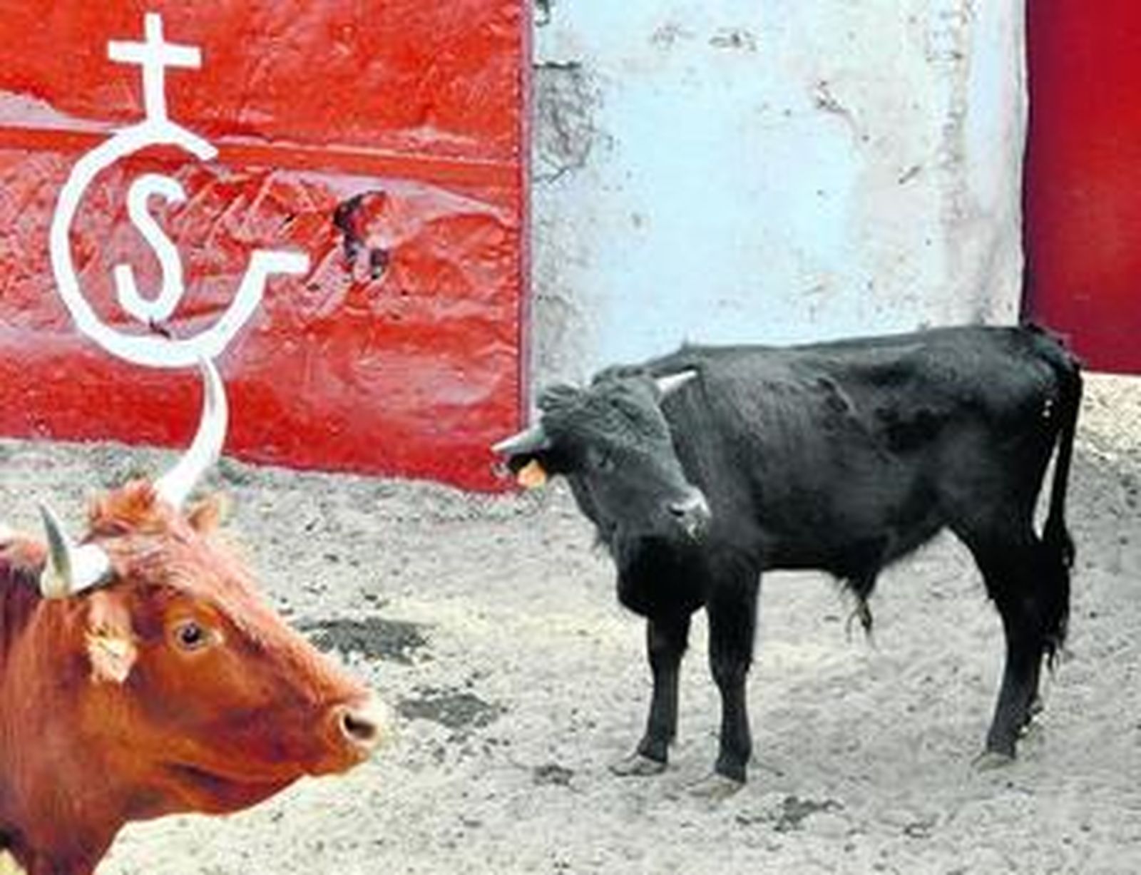 El toro clonado, ayer, acompañado de una vaca en la finca de El Toruño.