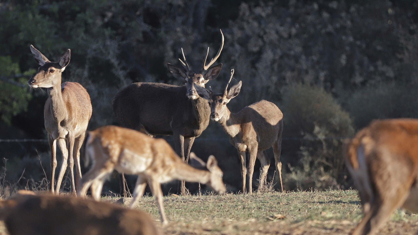 Fotos de la berrea en el Parque Natural de Los Alcornocales