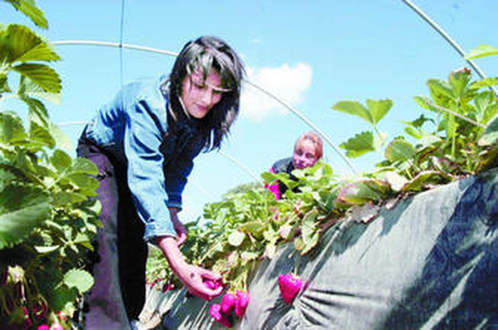 Una mujer recoge fresas en Huelva, una de las provincias participantes en el estudio.