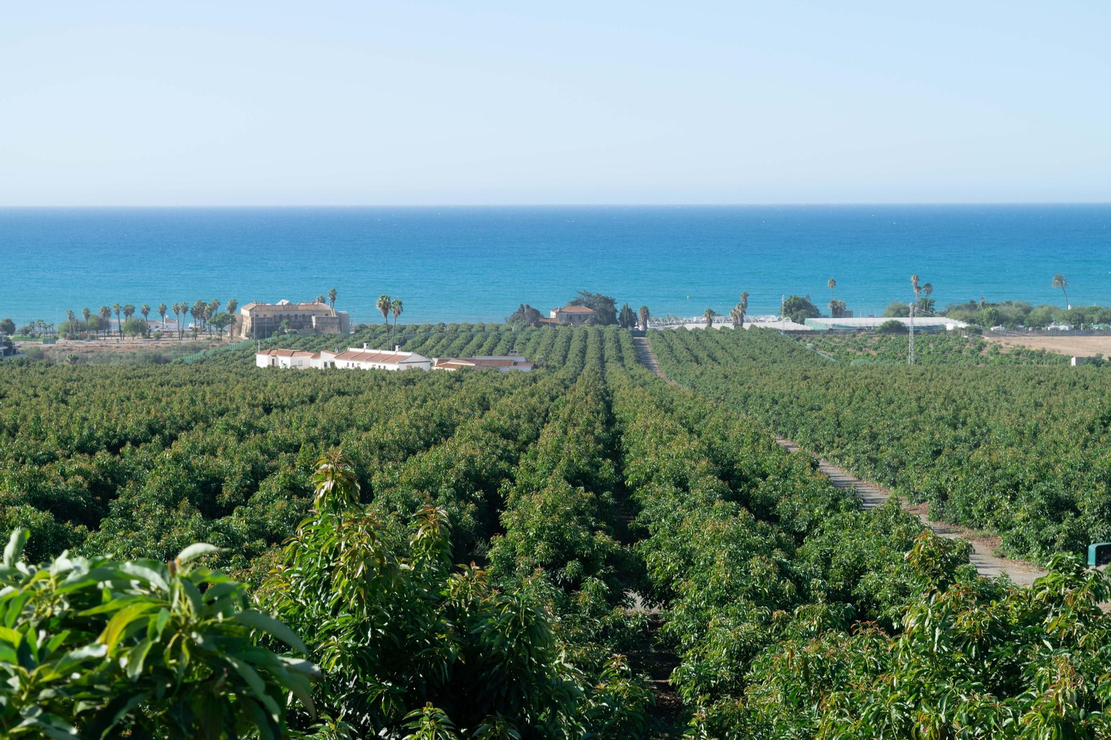 Plantación de aguacates.