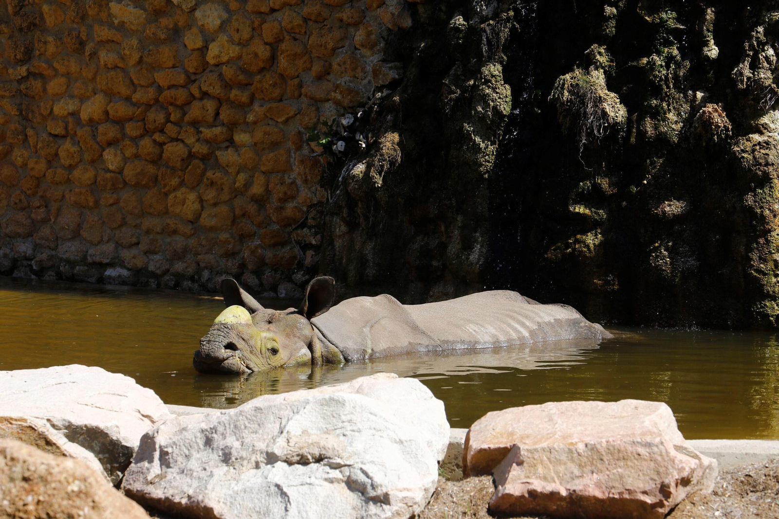 Así es Manas, el rinoceronte indio del Zoo de Córdoba