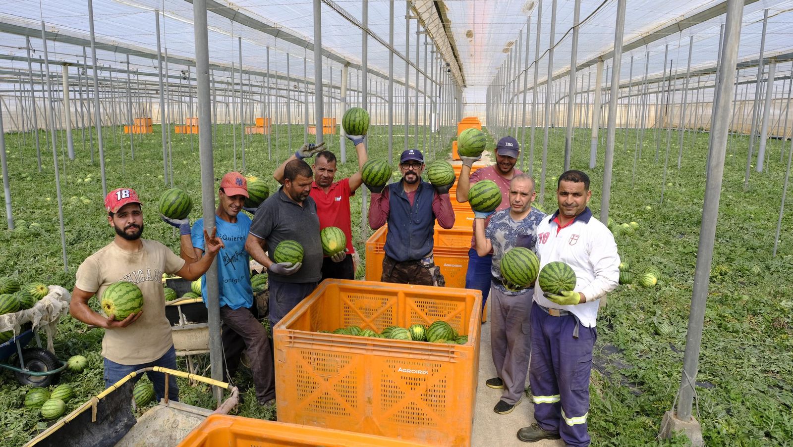Imágenes de las primeras sandías que salen de Almería esta campaña