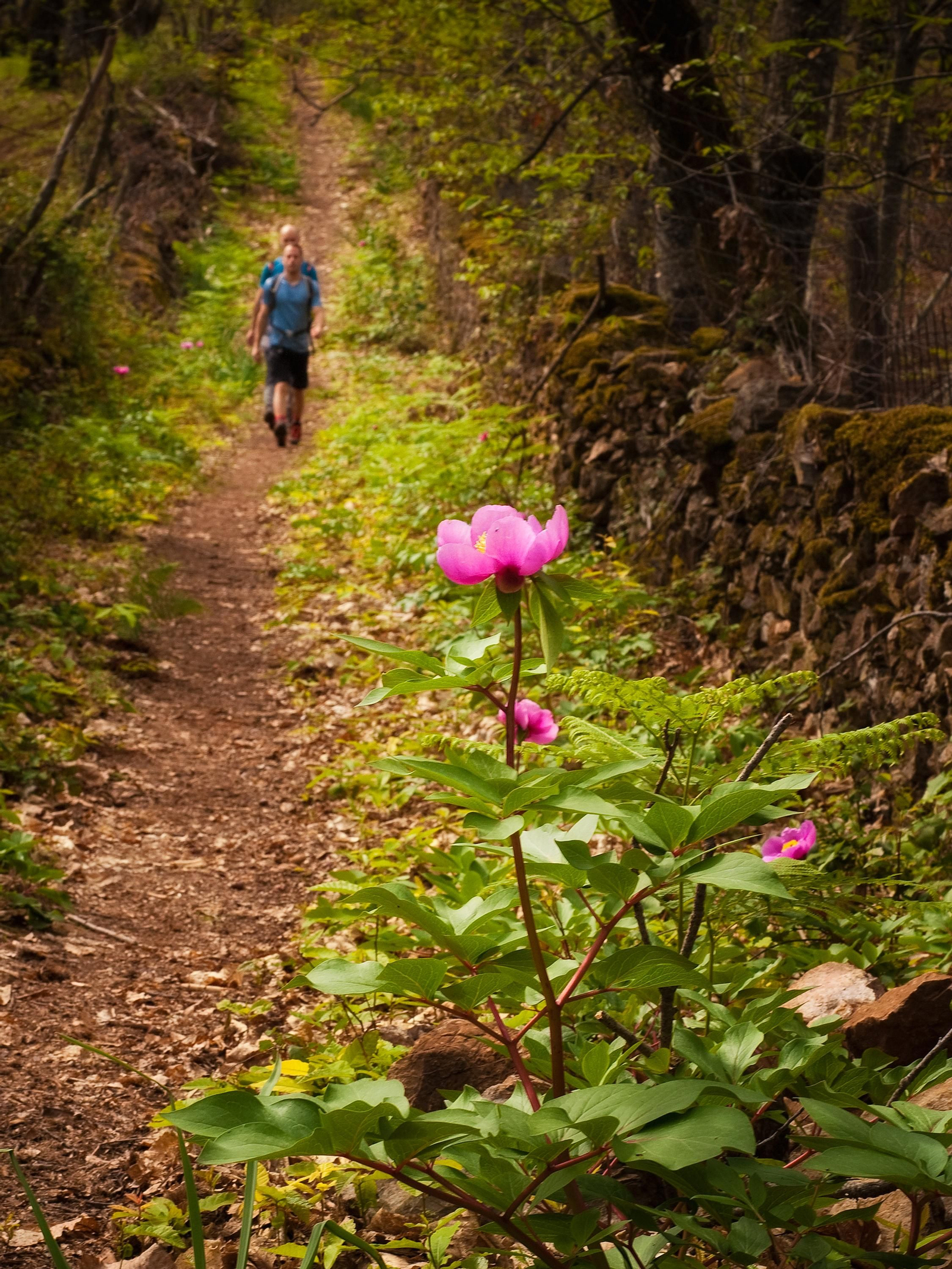 Aracena cuenta con una extensa red de caminos y senderos.
