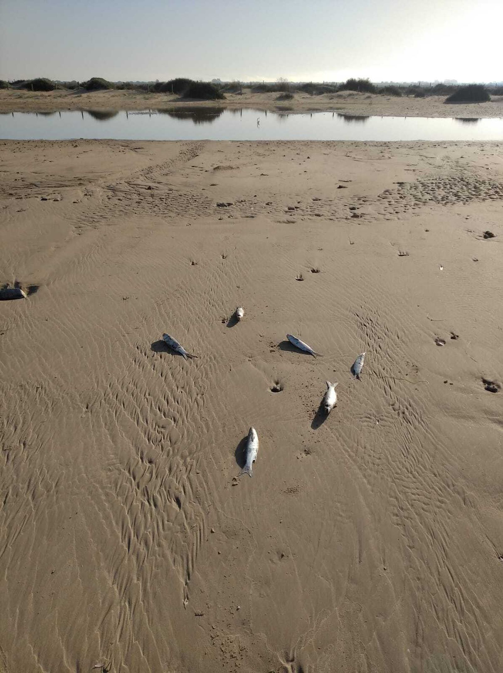 En la zona de Los Toruños también están apareciendo peces muertos.