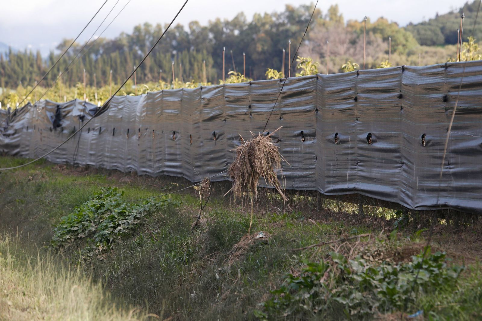Fotos de las consecuencias de la borrasca Francis en Tesorillo y Jimena