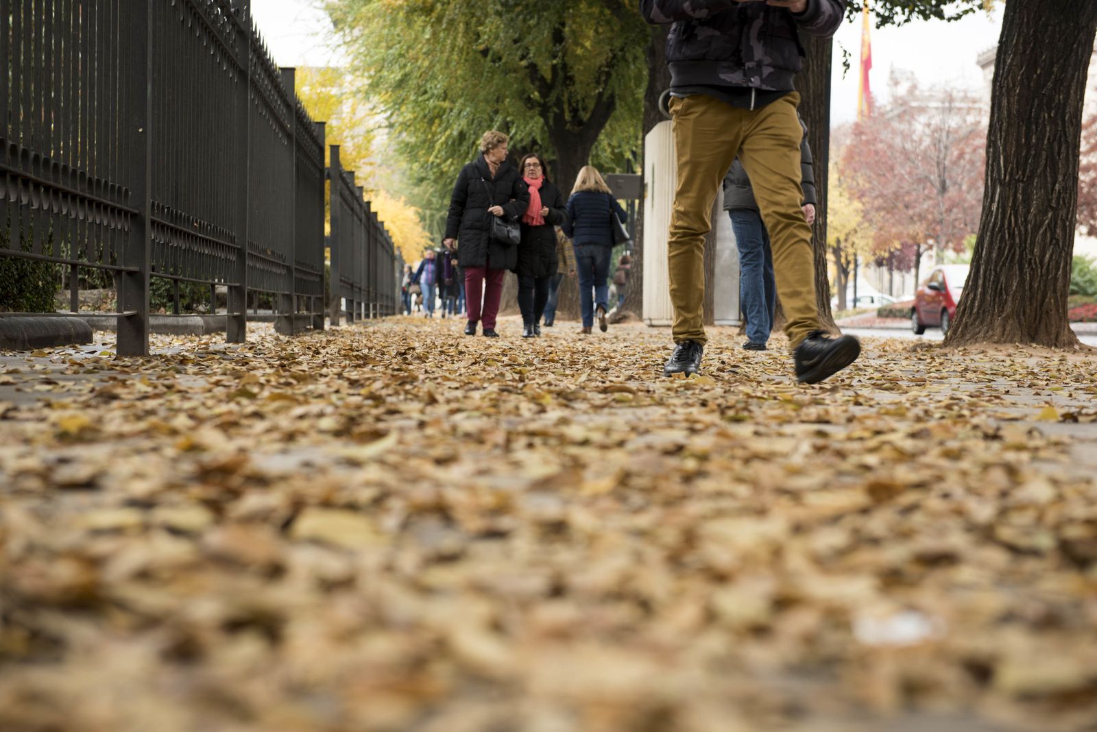 Hojas secas en el suelo.