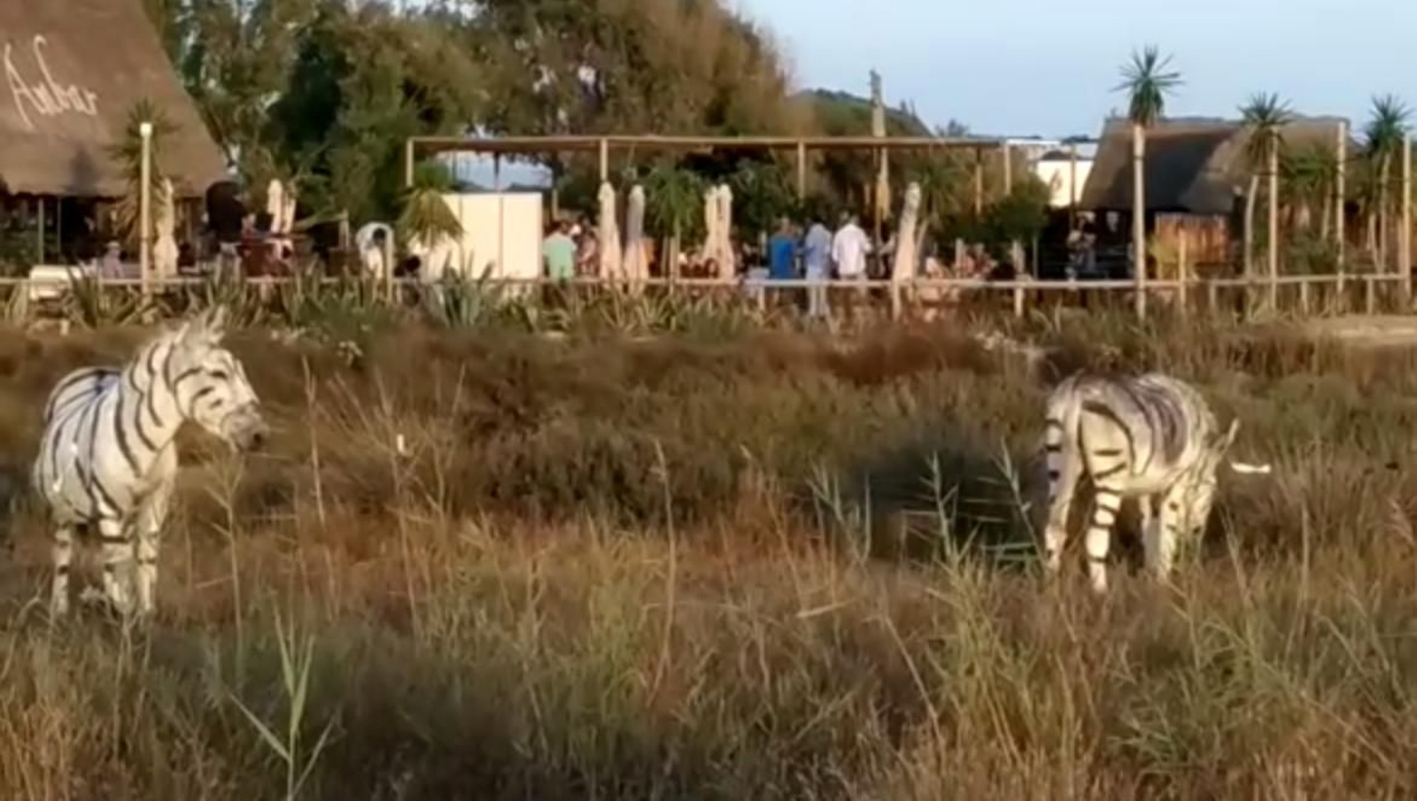 Burros pintados como si fueran cebras en El Palmar.