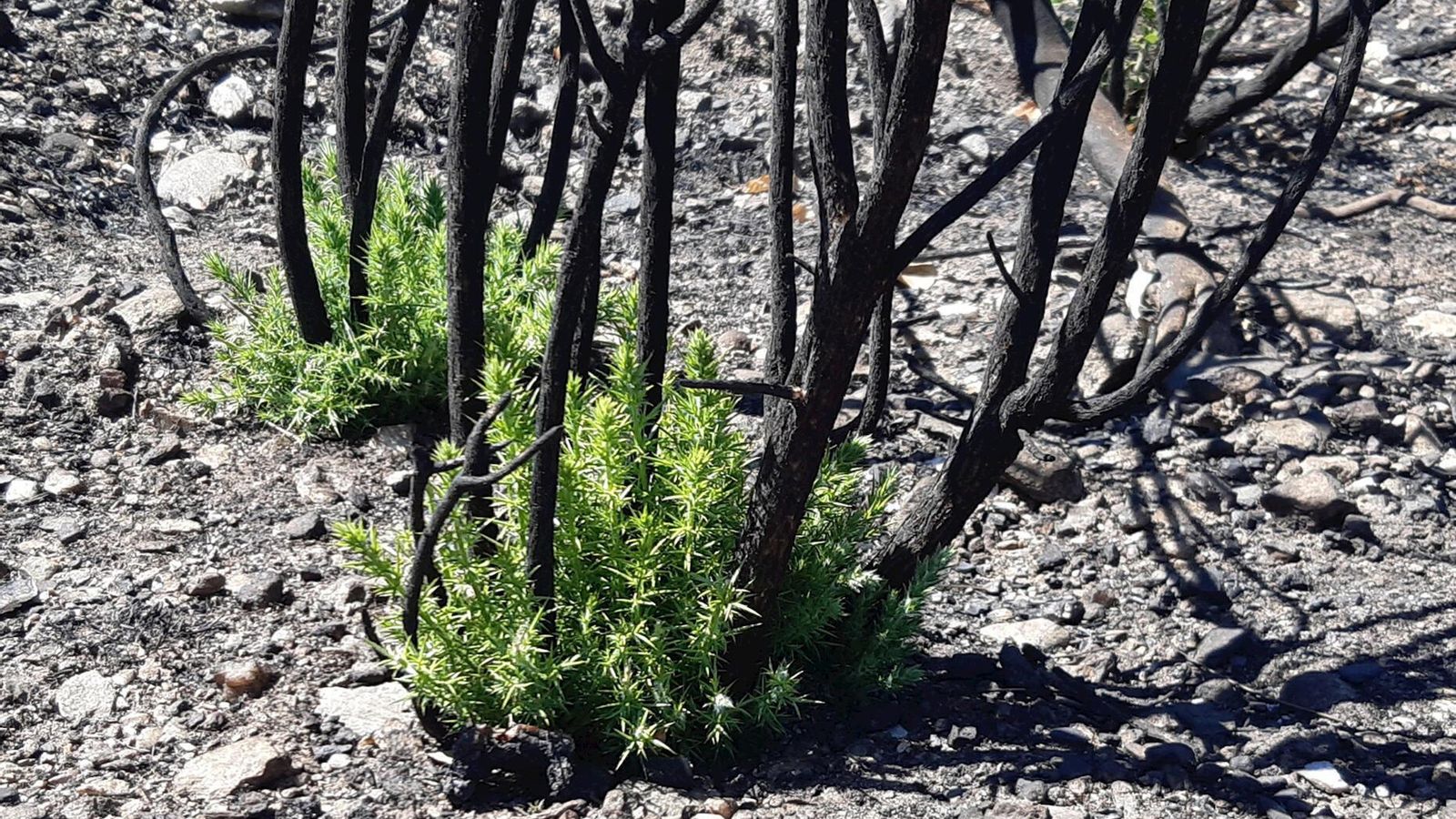 Brotes junto a un matorral calcinado.