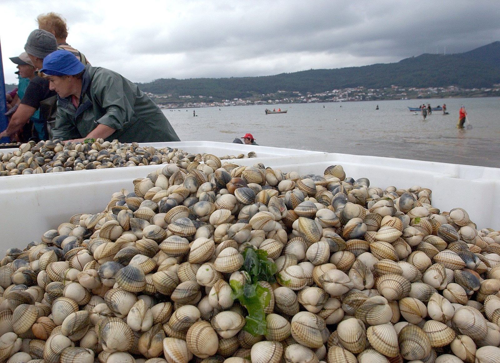Mariscadores de berberechos en Galicia