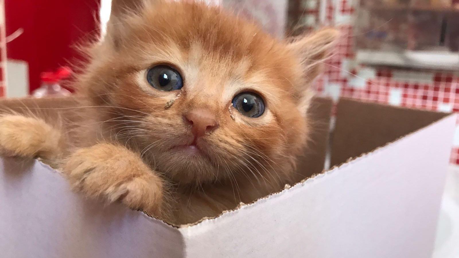 Uno de los gatitos acogidos en el Cemuproan. Uno de los gatitos acogidos en el Cemuproan.
