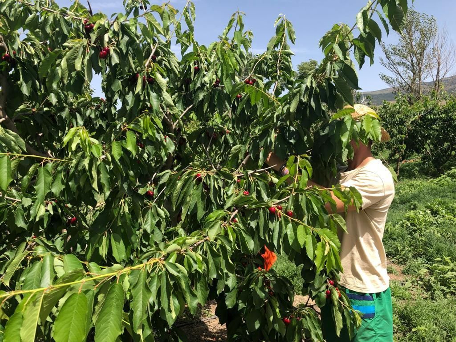 Este curso han registrado hasta tres cosechas en un mismo árbol. Este curso han registrado hasta tres cosechas en un mismo árbol.