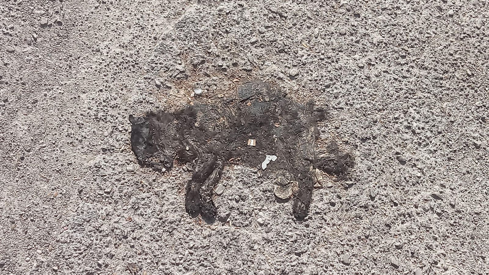 El cadáver de un gato en la N-IV.