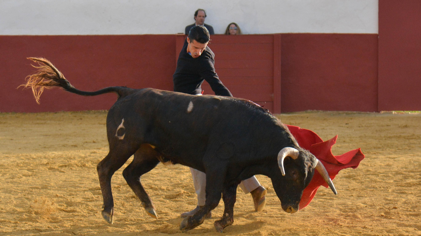 Tentadero con Talavante en la finca La Palmosilla