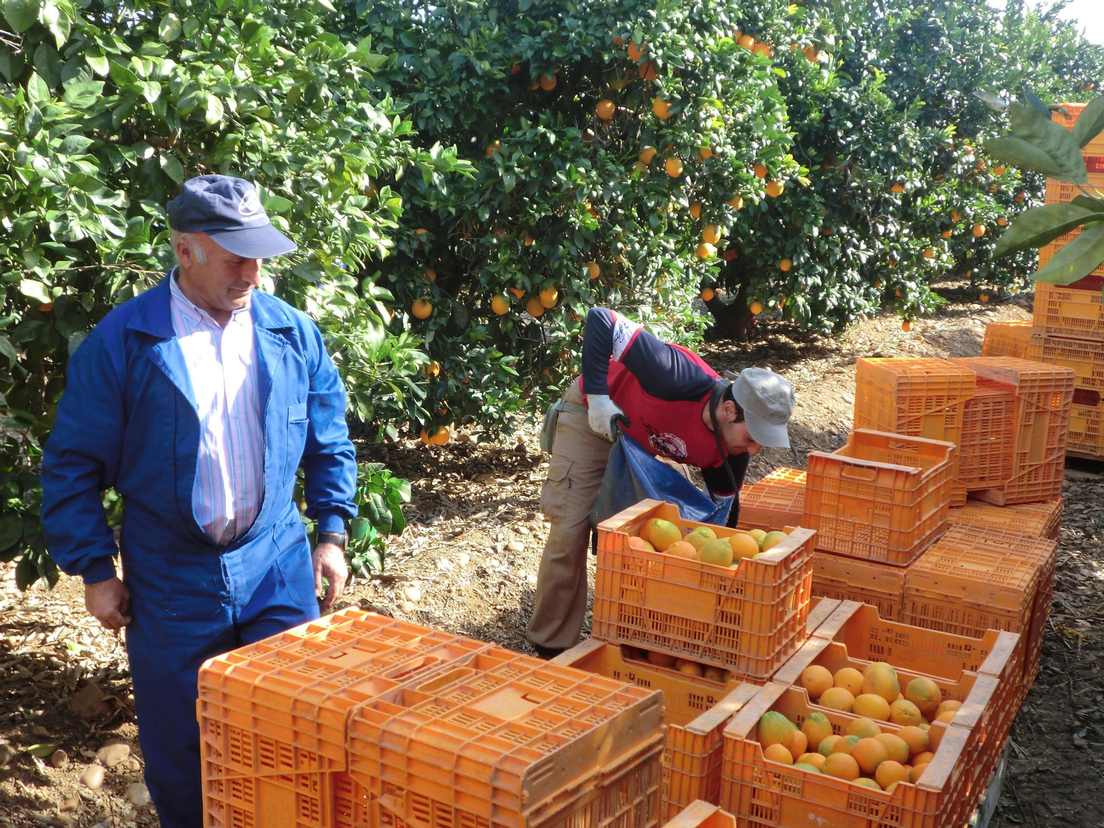 Recogida de naranjas en el campo.