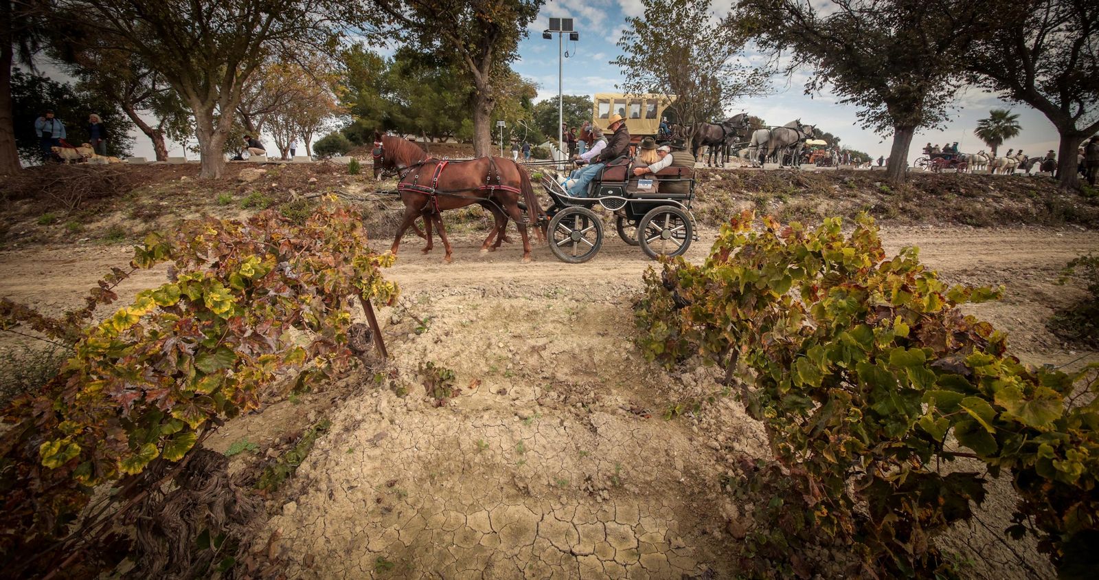 Búscate en la III Ruta Viñas de Jerez de Enganches