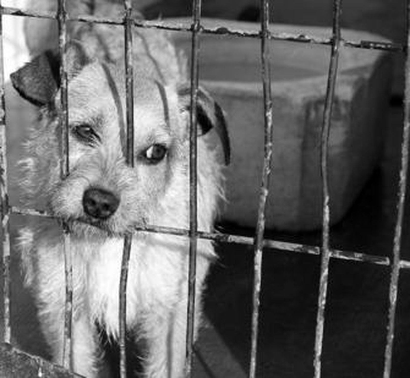 Uno de los perros en cautiverio del Centro Zoosanitario de Almería.