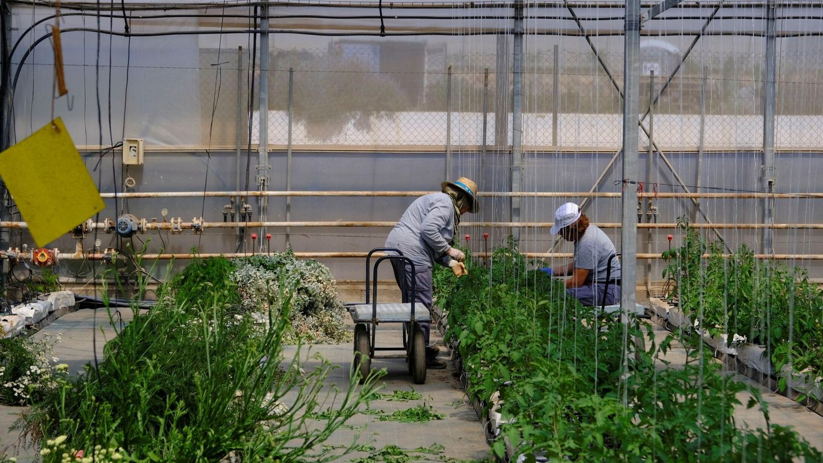Trabajo de entutorado en la Estación Experimental.